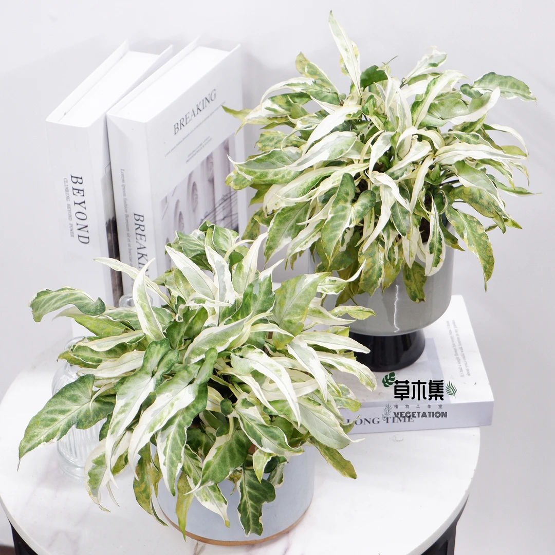 《草木集｜星光合果芋》绿影婆娑映星坠，白蝶流转似素纱。