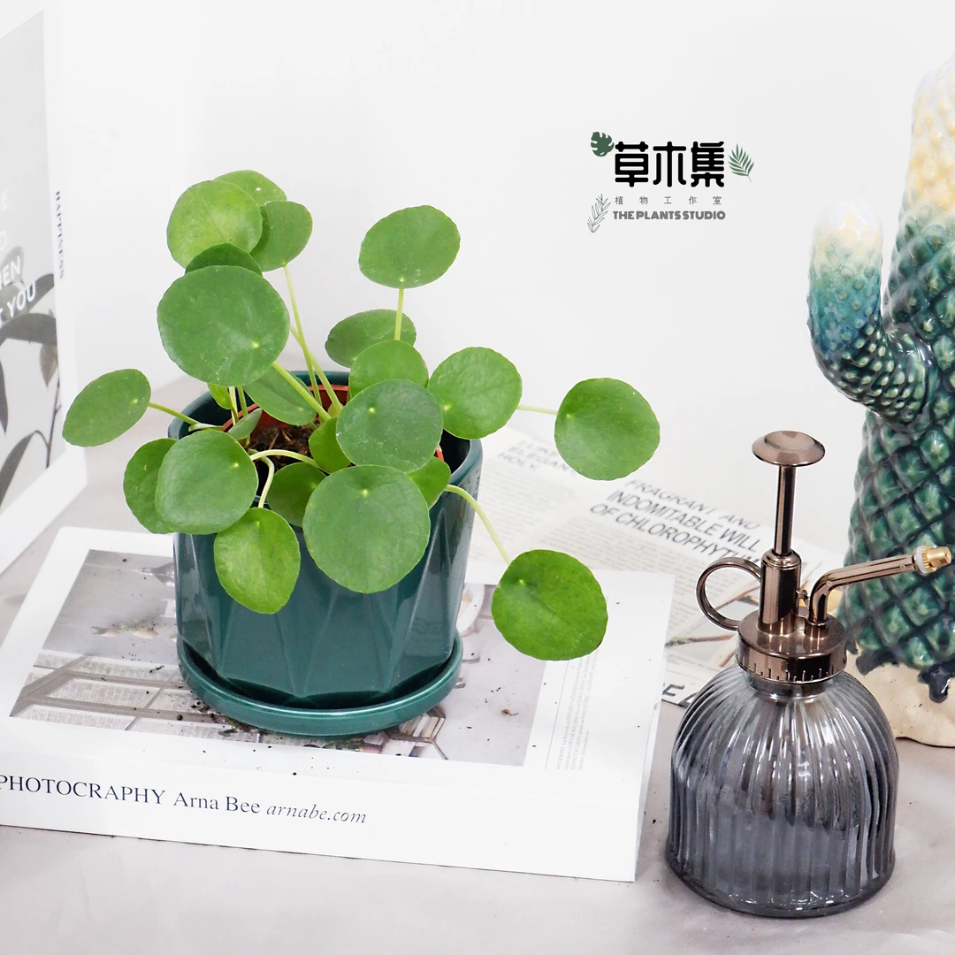 镜面草翠屏草室内好养活北欧风观叶植物耐阴办公室桌面绿植