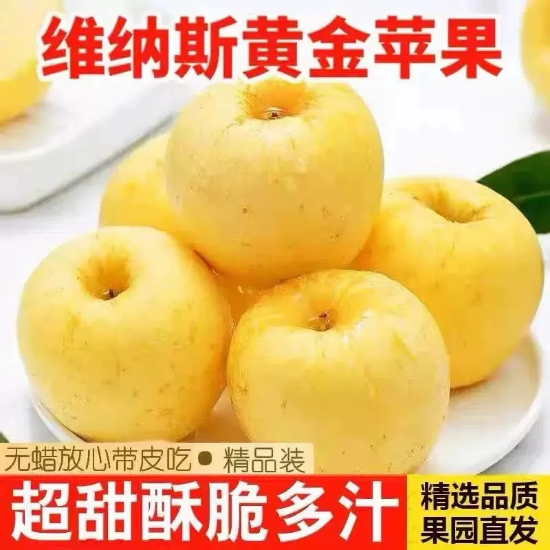【小郭专属】正宗山东维纳斯黄金苹果新鲜水果纯甜无酸