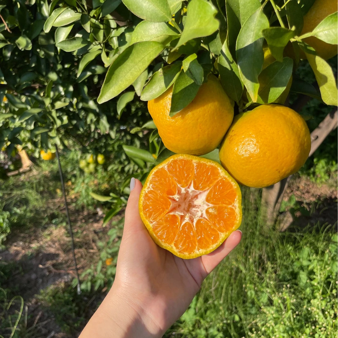 大凉山-德昌县热河椪柑-高山老树采摘-新鲜椪柑香甜爆汁现摘现发