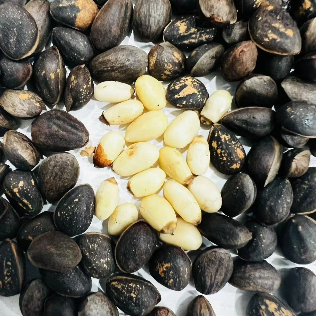 【油润饱满】大凉山-会东县-营养产品落水松子自然生长自然成熟