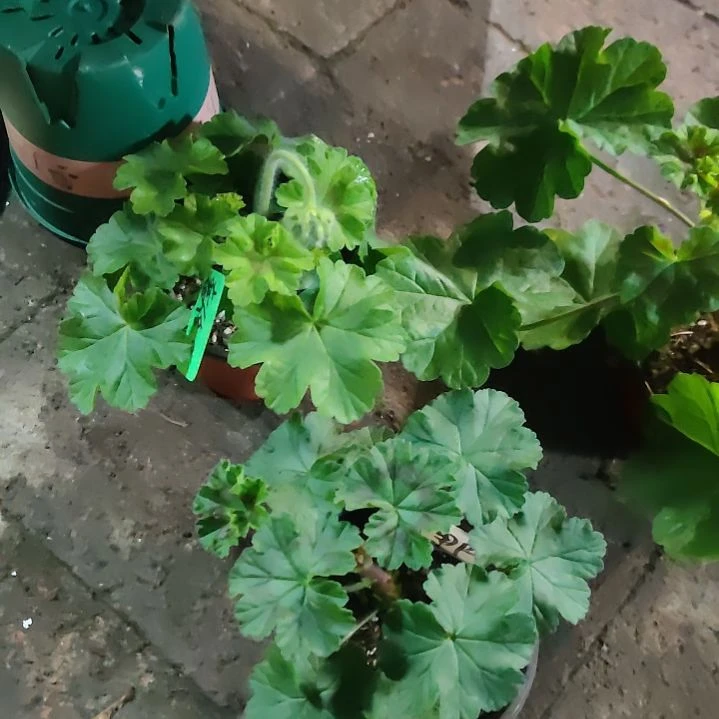 丁香物健健康康健健康康