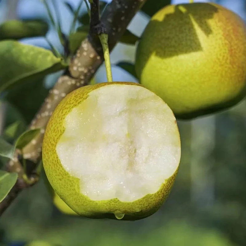 河北正宗玉露香梨树上熟梨子水果包邮新鲜当季整箱原产地发货水果