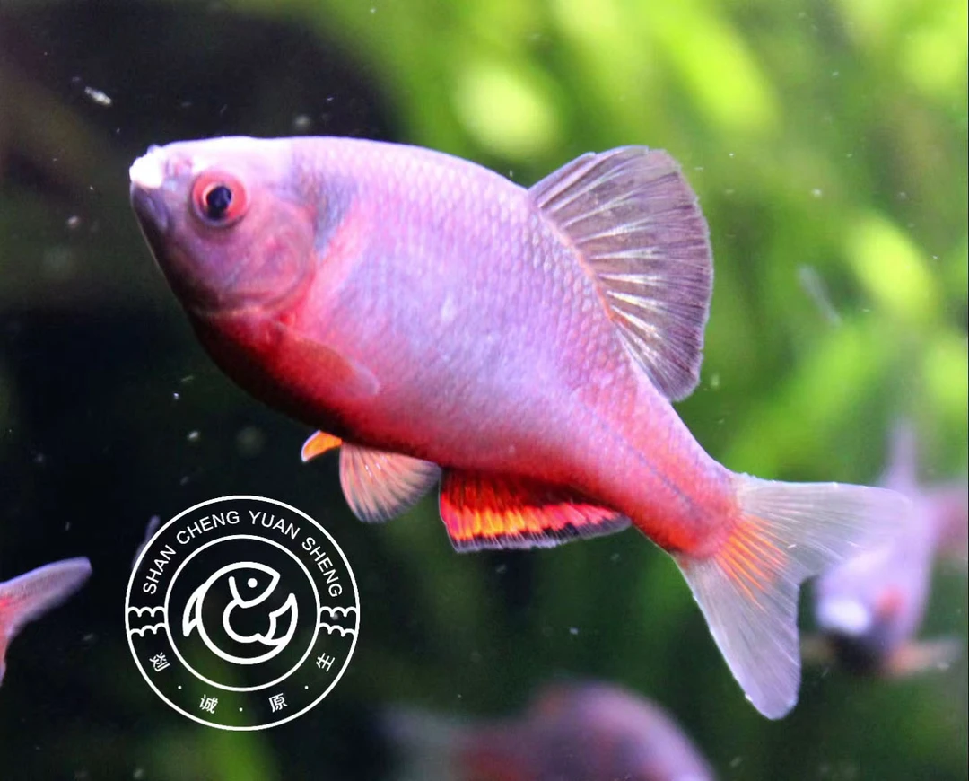 西南火山鳑鲏原生冷水淡水广温红色观赏鱼群游好养杂食鱼活体发货