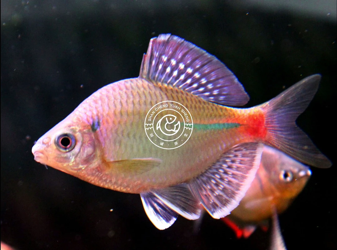 新安江青鳞鱊鳑鲏广温冷水不加温皮实好养溪流观赏鱼发货活体