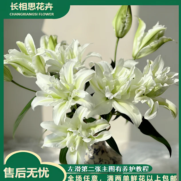 艾莎重瓣百合 生花苞小任意2单以上发货包邮鲜花