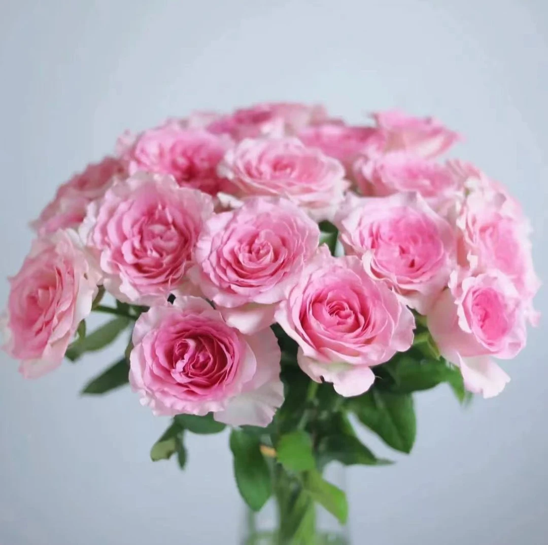 不参与凑单【洛神+紫玫瑰+粉玫瑰】10%损耗不售后