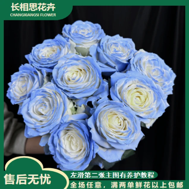 碎冰蓝单头玫瑰 任意2单以上发货包邮  鲜花直发