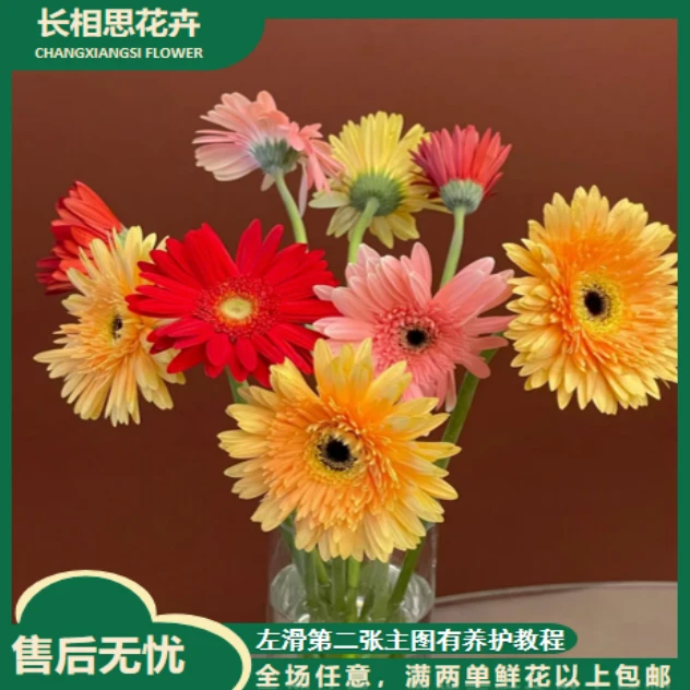 【年宵纳福/不拍保温棉冻坏不售后】非洲菊鲜花 两单以上包邮