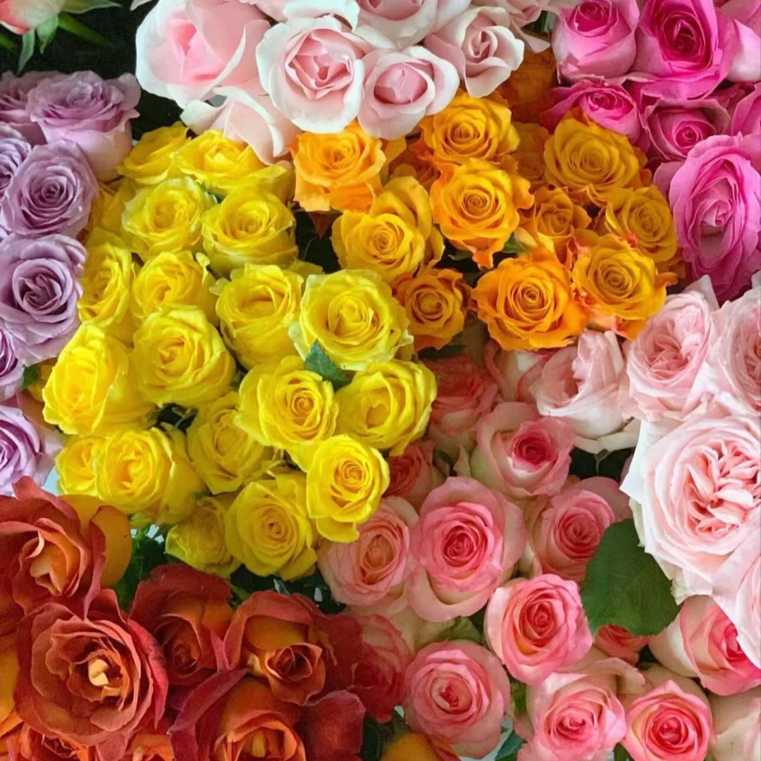 不选品单头玫瑰  颜色不选 现采现发10%损耗不售后