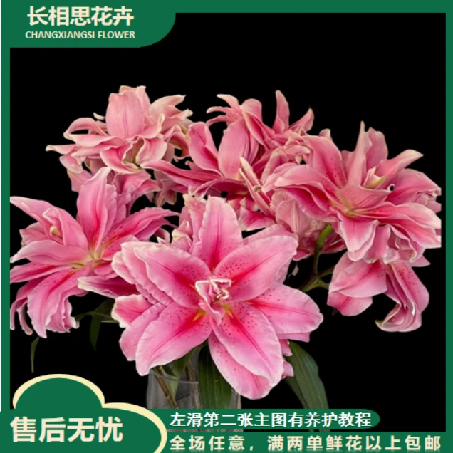 西亚拉重瓣百合 生花苞小任意2单以上发货包邮鲜花