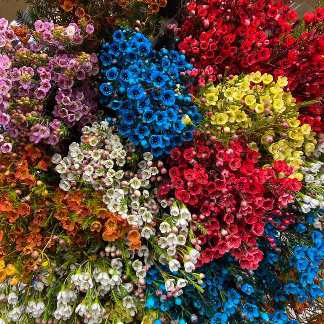 不选色腊梅 吸色染色 任意2单以上发货包邮鲜花直发