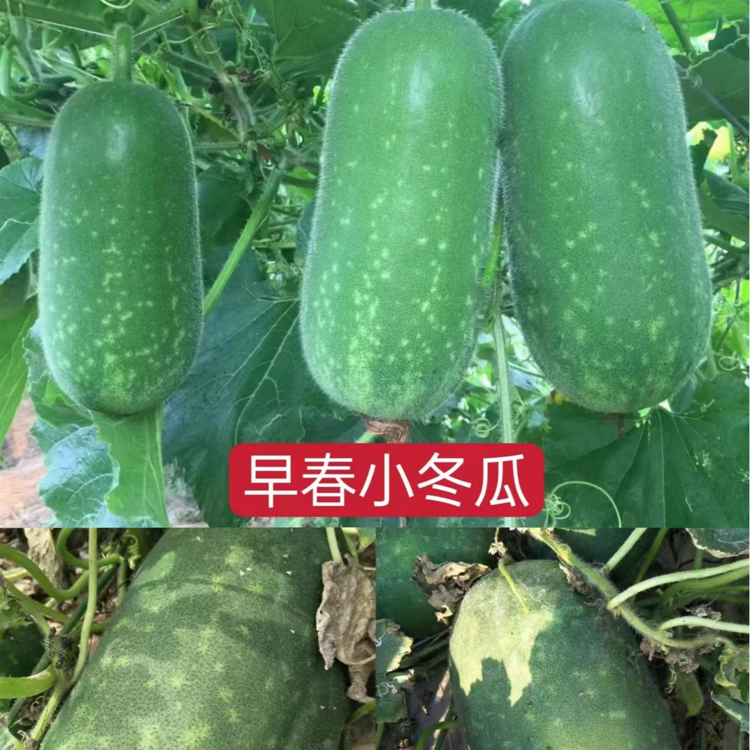冬瓜种子早春小冬瓜青绿色蔬菜种子