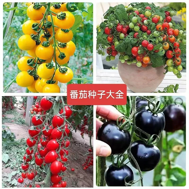 西红柿种子圣女果种子黑番茄种子农家小菜园阳台盆栽