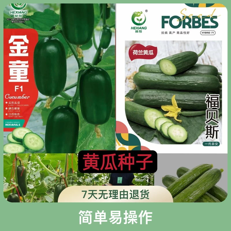 黄瓜种子大全种籽水黄瓜种子无架黄瓜种子荷兰黄瓜春季包邮