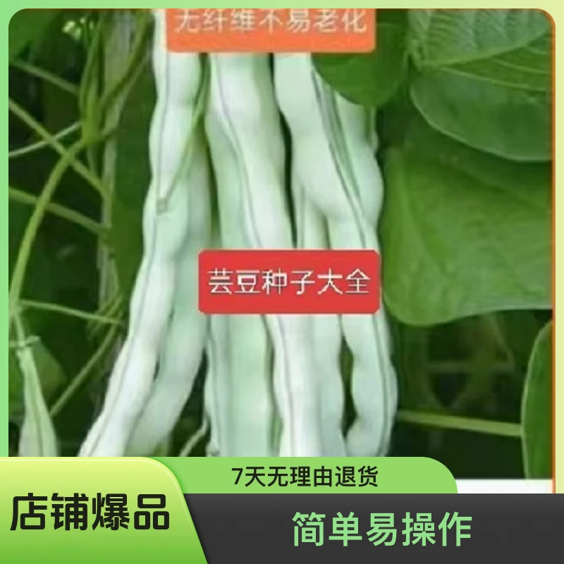 豆角种子大全九粒白芸豆种子架豆种籽豆角种子白不老老来少