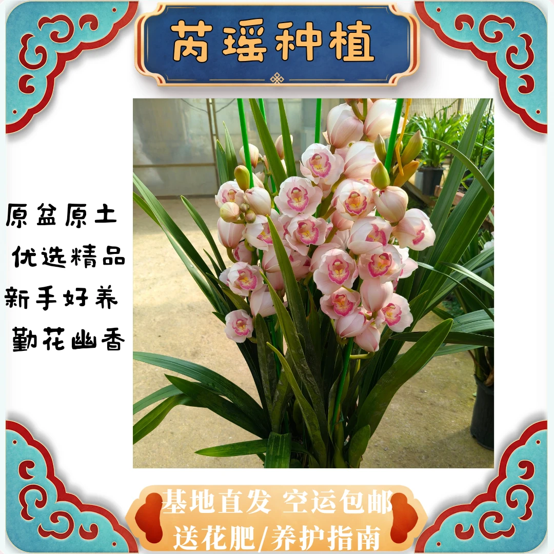大花蕙兰诱惑*粉色兰花天花板*云南嵩明基地种植原盆原土带花发货