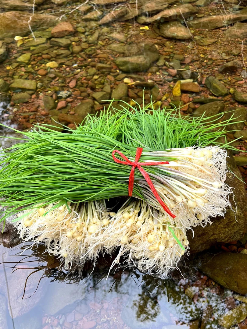 湘西新鲜野葱野菜现挖湖南小蒜薤白胡葱沙葱苦蒜湖南湘西野葱薤白