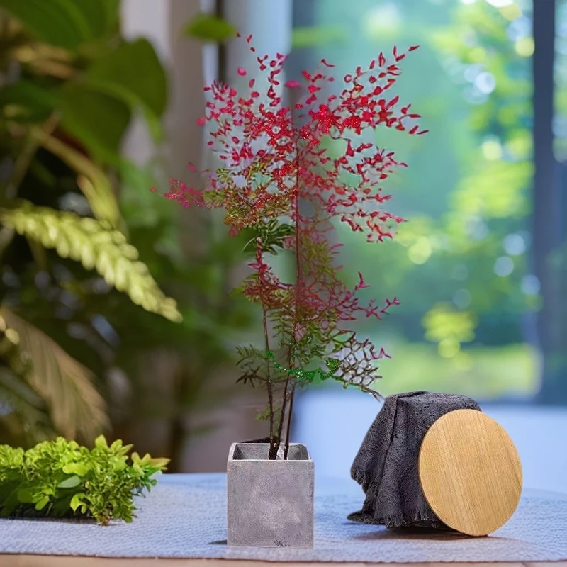 热卖火焰南天竹室内外老桩盆景庭院观叶花卉绿植红南天竹盆栽