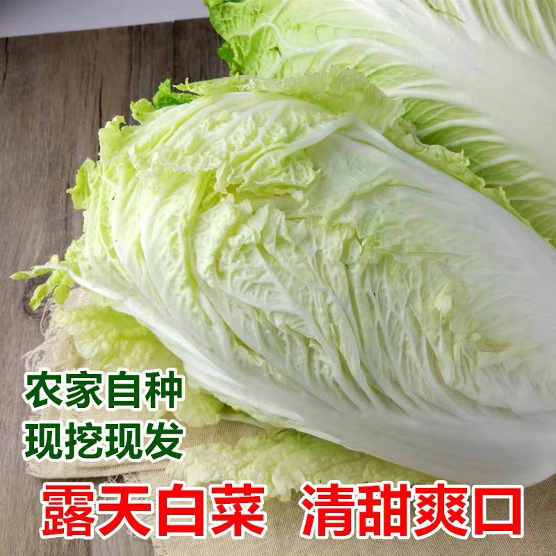 冬储新鲜包心大白菜时令小青菜农家自种菜叶可蘸酱特产蔬菜大白菜