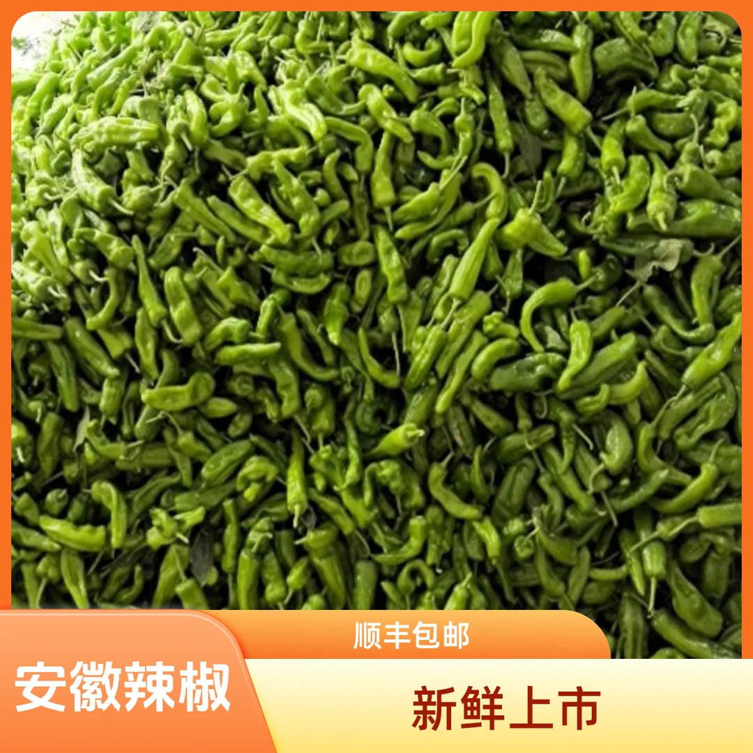安徽新鲜土辣椒薄皮辣椒老品种农村露天种植尖椒新鲜蔬菜包邮到家
