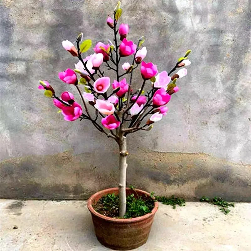 【粉丝福利】矮化玉兰花苗别墅阳台庭院花卉木本植物