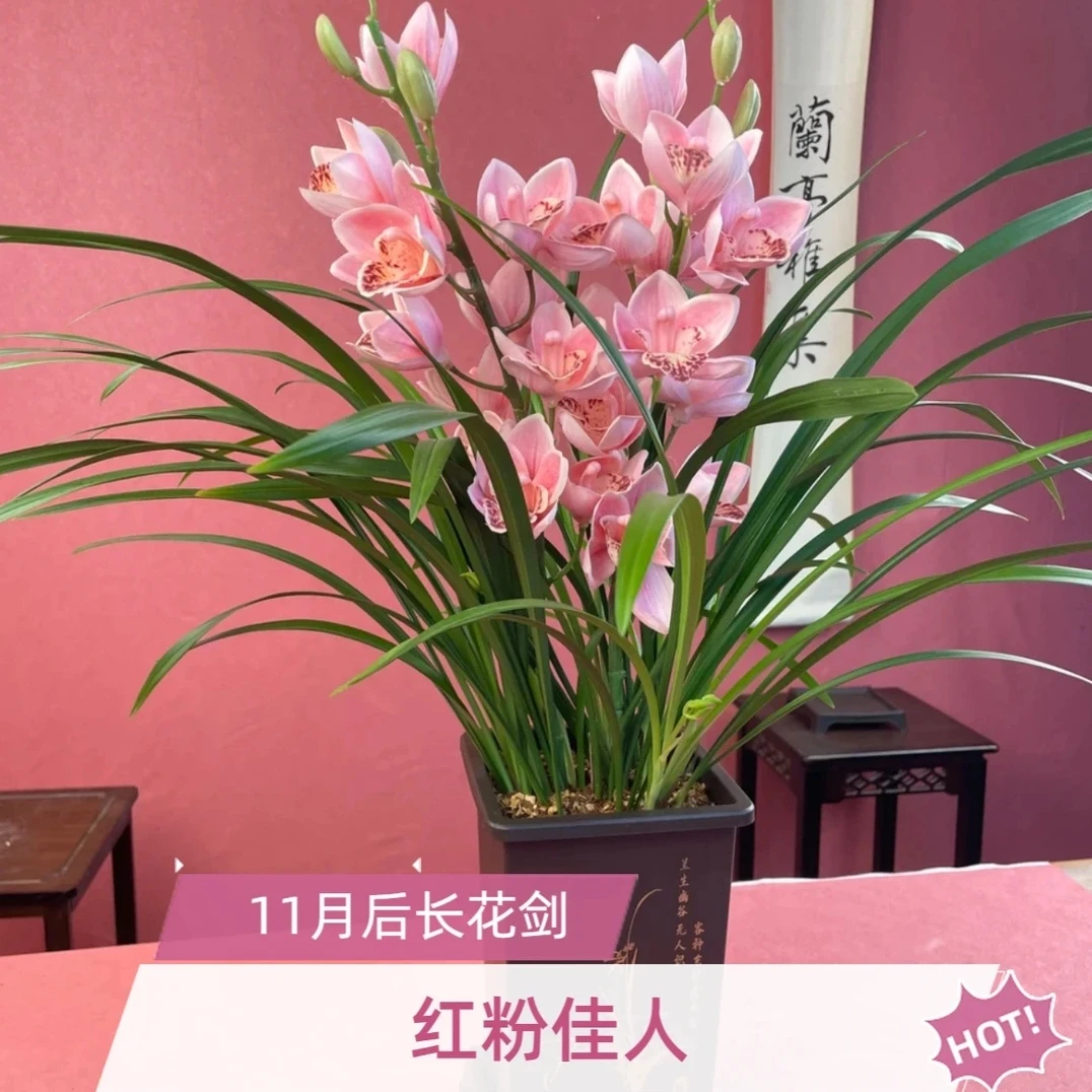 【绿植花卉】高端四季兰花红粉佳人基地带盆6-8苗发货基地直销