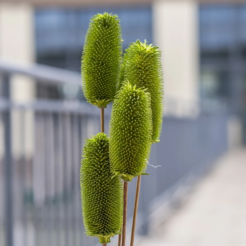 【花落谁家】云南永生干花拉毛果花束居家摆设装饰网红自然婚庆批发