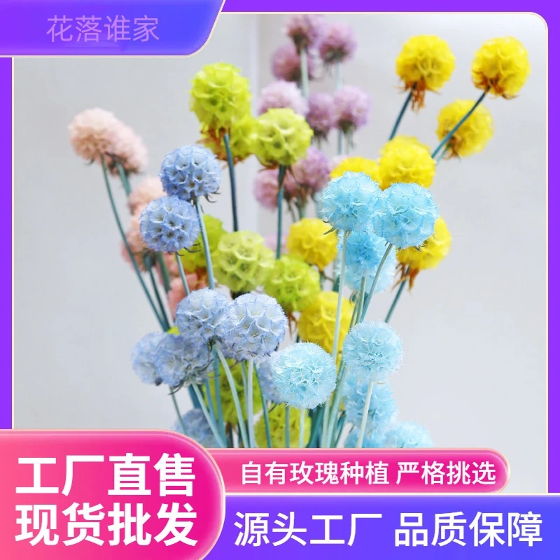 【永生花单头风车果】 风车果 ins风清新可爱果类干花装饰小花瓶