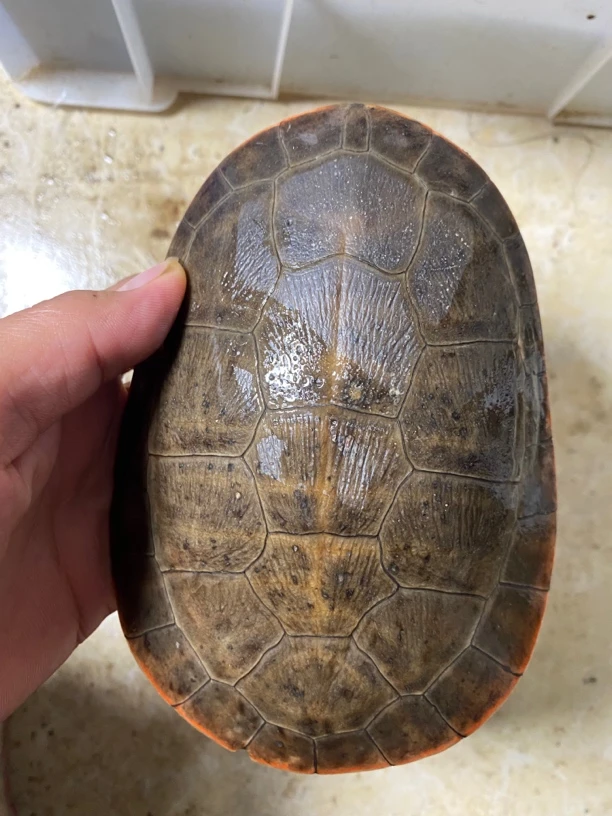 圆澳侧颈龟背甲15厘米左右