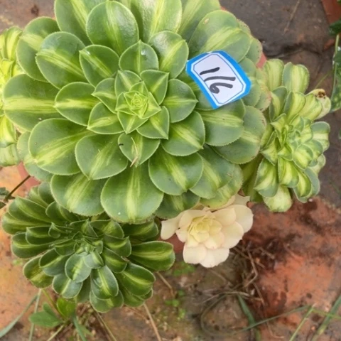 116翡翠琉璃带一个全景头