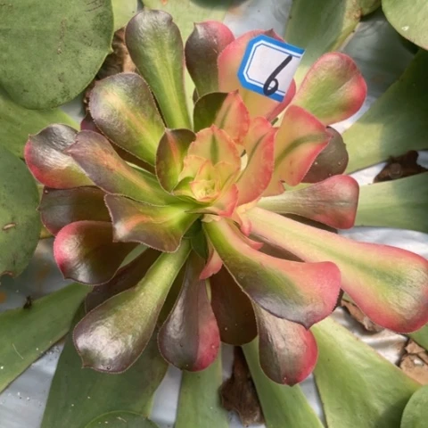 6香妃花脸嫁接的法师