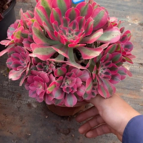 红陶20CM（含）-50CM（不含）67红女巫