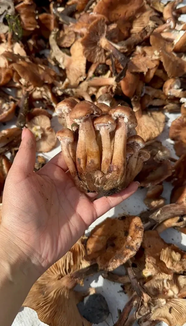 东北干货野生榛蘑自然晾干