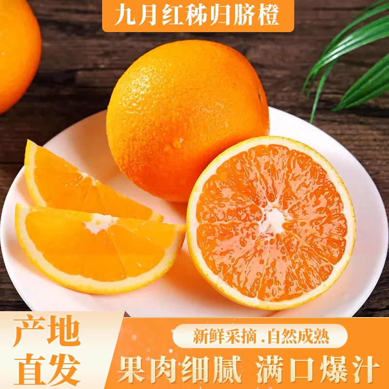 湖北秭归九月红果冻橙爆汁脐橙无子无渣入口即化现摘现发新鲜细腻