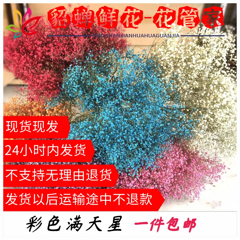 干花 补损 2把不选色满天星 不支持已发货退款