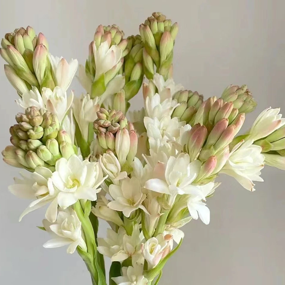 鲜花  2把夜来香  零下-5°以上建议拍保温棉      鲜花观赏漂亮