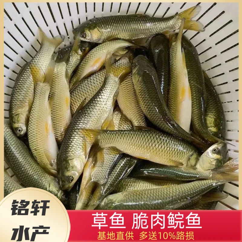 重庆草鱼 长身草鱼 脆肉鲩鱼 脆肉草鱼 鲩鱼 包邮发货