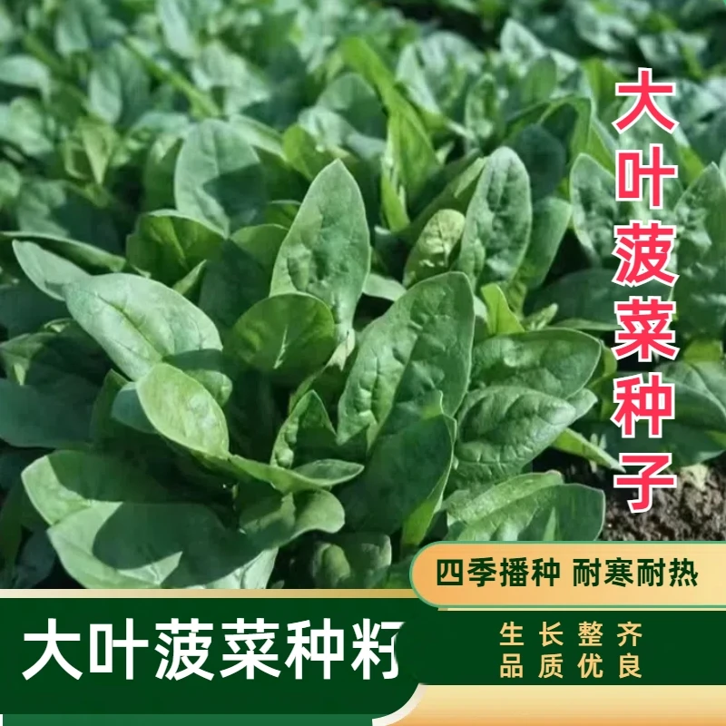 (拍2发3)大叶菠菜种子整齐品质种籽发芽生长季节整齐品质种籽发芽