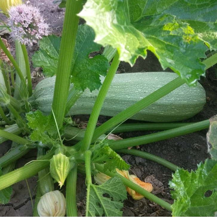 农家自种西葫芦新鲜大角瓜黑龙江新鲜蔬菜现摘发货 5斤