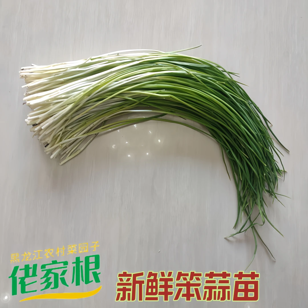 佬家根叶菜类蔬菜新鲜蒜苗黑龙江头刀味道浓郁农家发货 1000g