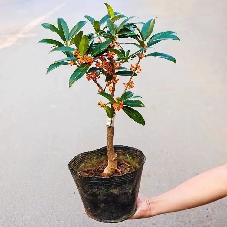 一物一拍  精品桂花 带花苞