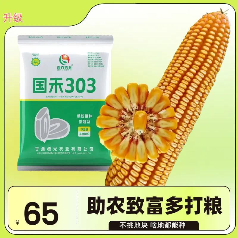 国禾303高产玉米种子大棒抗病强抗倒伏抗锈病抗虫角质粮
