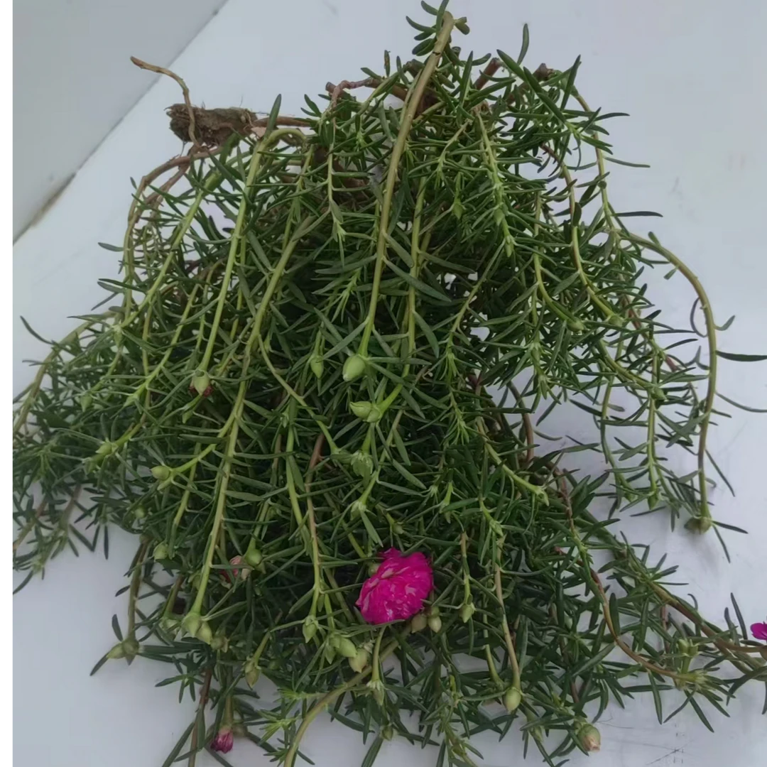 宿根重瓣太阳花整颗多色