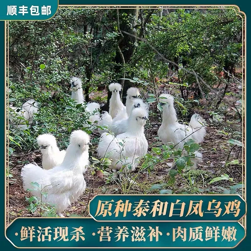 泰和乌鸡正宗5百天山区林下生态散养原种农场现杀现发