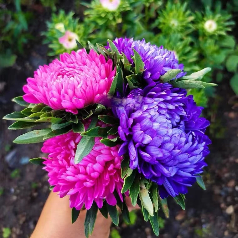 【彩虹糖果菊翠菊种子】混色大花适合室内阳台庭院花种子