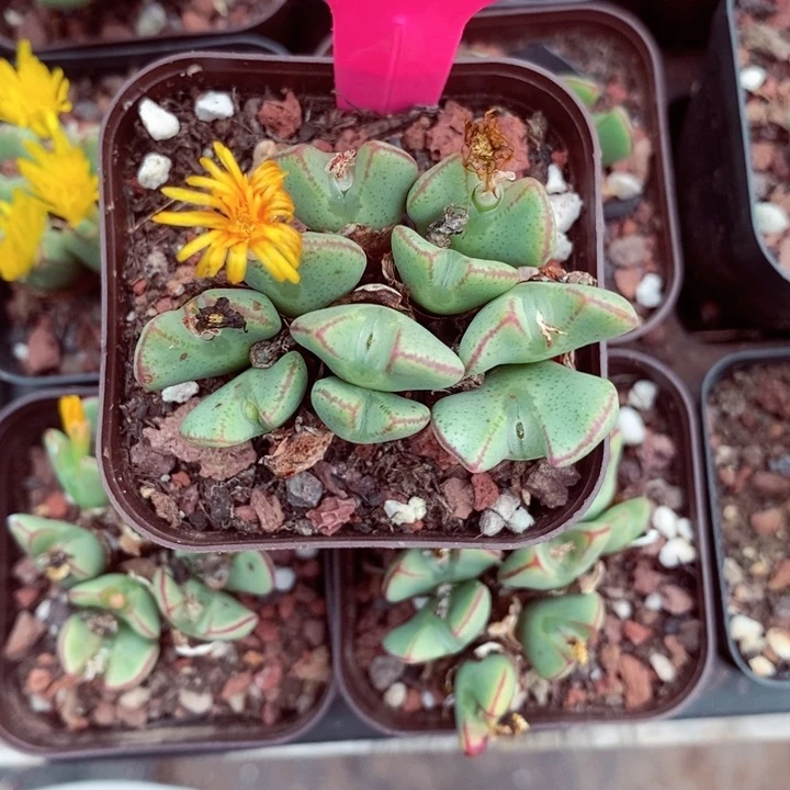 露****包cjs fhi y 135