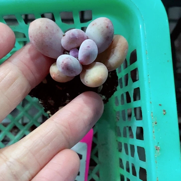 落**蝶c j xv b h x g j 124