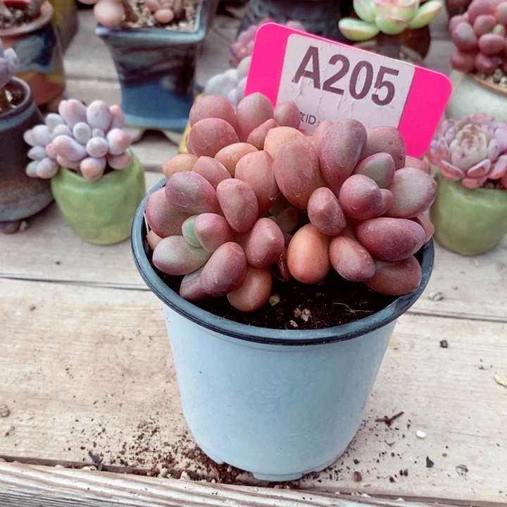 铭*x b x g j j h 205