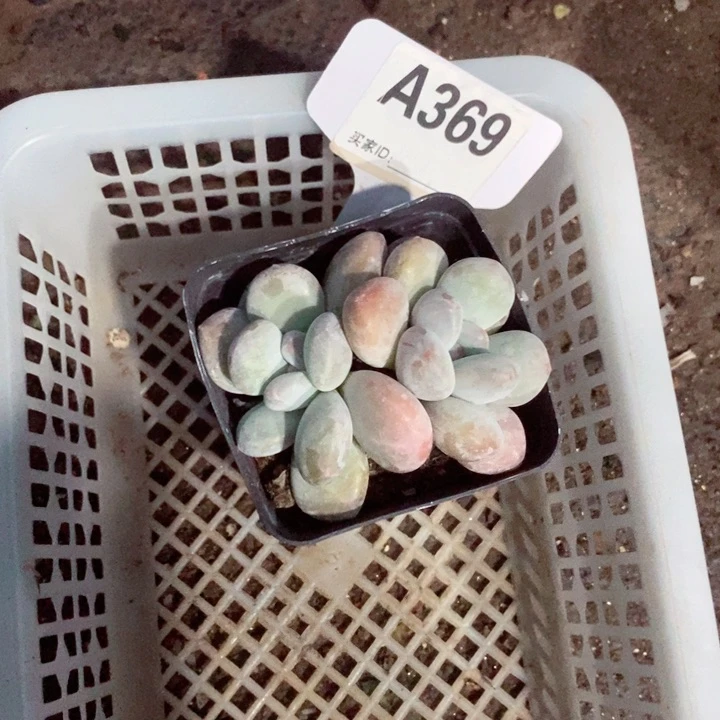 瑶***纺c j d de h g d t 369